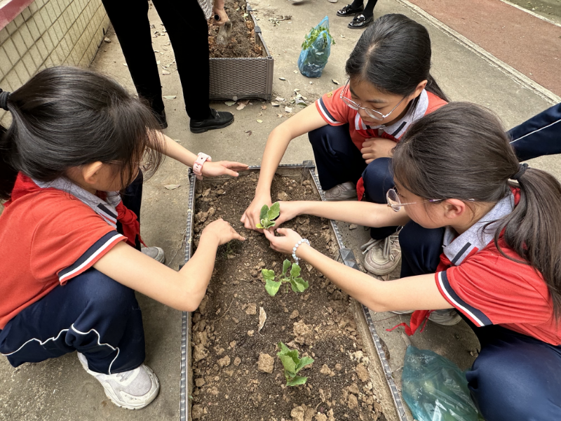 17.瑤蘆小學(xué) 種植蔬菜.JPG
